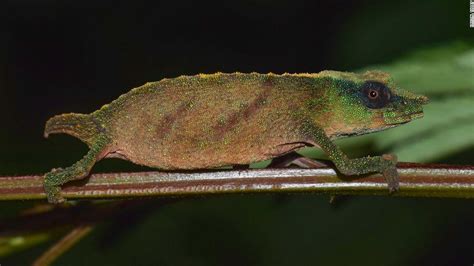 Chapman's pygmy chameleon: Rare species thought extinct has been found - CNN