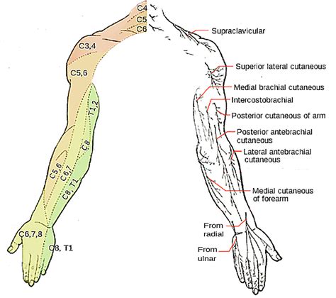 Upper Extremity Nerve Anatomy