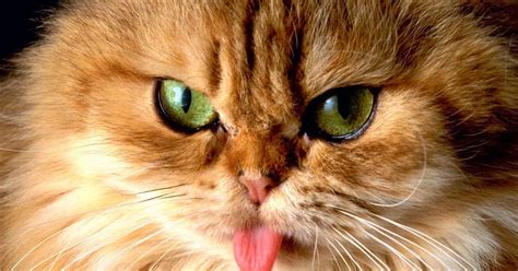 Kucing Cat Lucu - Wallpapers HD Free - Wallpaper Gambar AKu