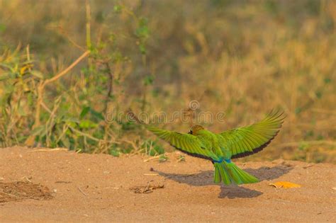 White-fronted Bee-eater Bird Flying Stock Image - Image of exotic ...