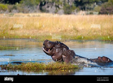 Hippopotamus (Hippopotamus amphibius) mating in river near Chitabe in ...