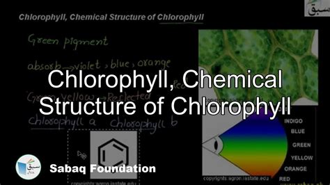 Chlorophyll Structure