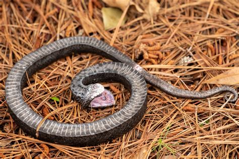 Southern Hognose Snake Range