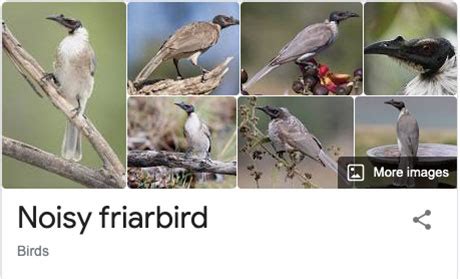 Species of Birds Named By People Who Clearly Hate Birds is a Thing and It’s Incredible ...