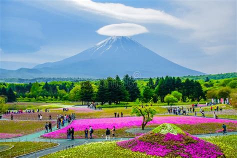 Mount Fuji View Behind Colorful Flower Field at Fuji Shibazakura ...