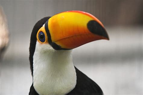 Toucan | Baby toucan, Toco toucan, Bird species