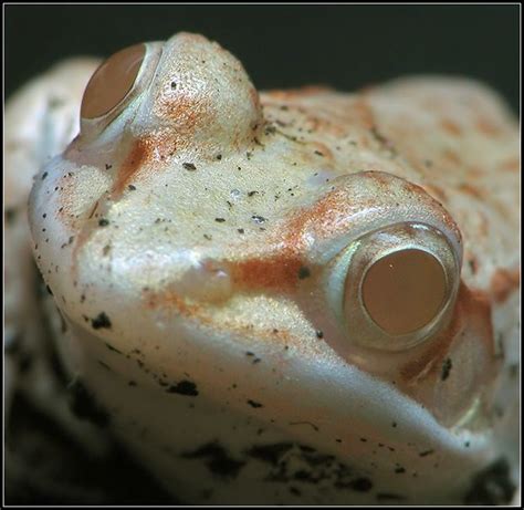 TrekNature | Wood Frog (albino) Photo | Albino animals, Albino, Frog