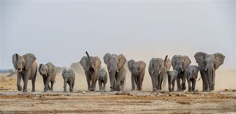 Elephant Stampede | Majestic animals, African wildlife, Elephant