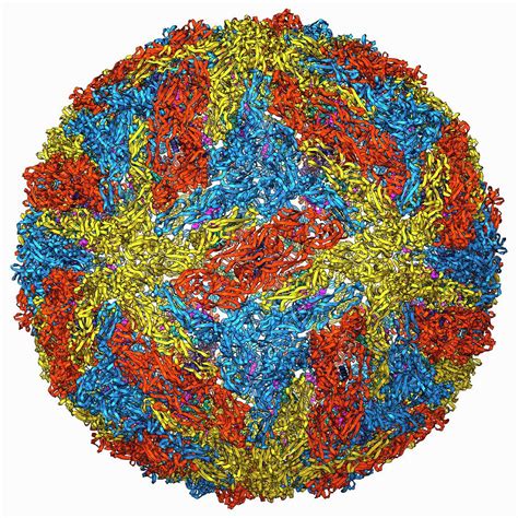 Dengue Virus Capsid #1 Photograph by Laguna Design/science Photo ...