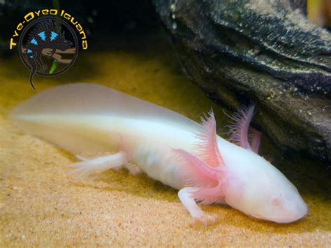 Assorted Axolotl - Ambystoma Mexicanum - The Tye-Dyed Iguana - Reptiles ...