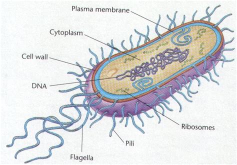 Archaebacteria and Eubacteria - life Processes