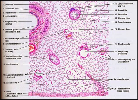 loose body histology