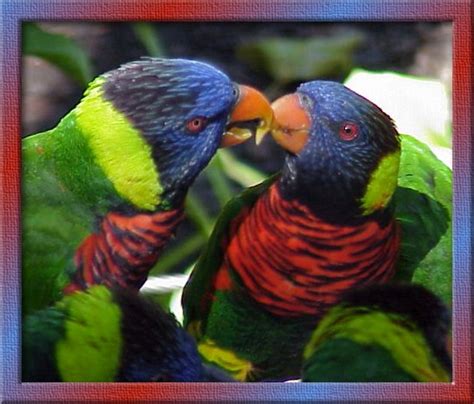 pictures: top ten beautiful birds, top 10 parrot wallpaper, parrot wallpaper