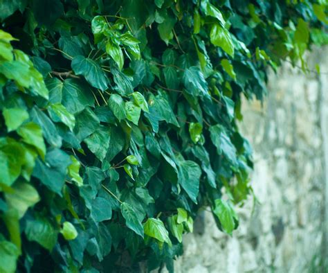 Best climbing plants for shade: 10 | Homes & Gardens