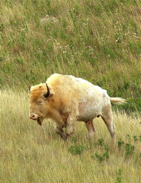 White Buffalo | Wild animals pictures, Animals wild, Rare animals