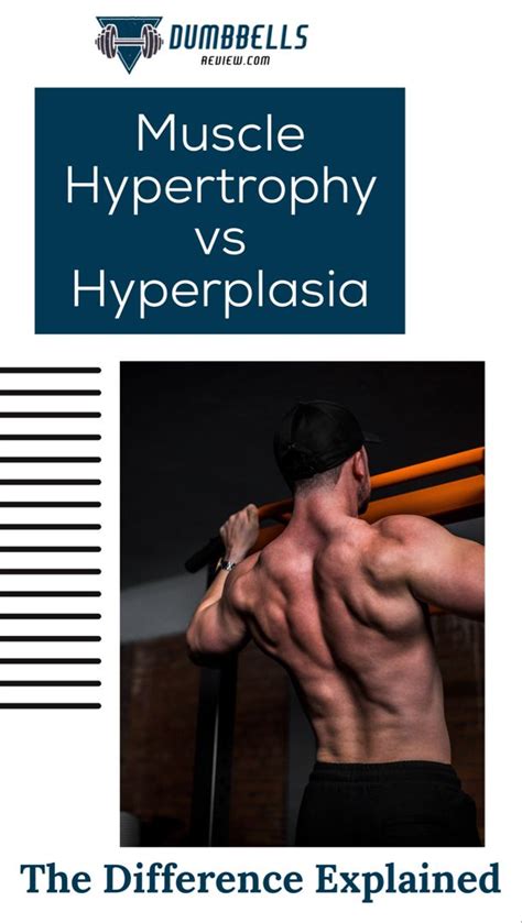 Muscle Hypertrophy vs Hyperplasia: The Difference Explained | Muscle ...