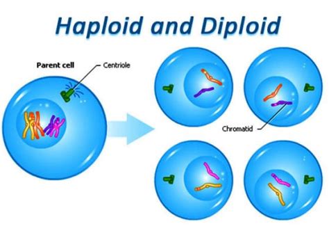 what are Haploid and Diploid cells?