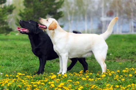 The 10 Best Large Dog Breeds for Families with Kids - A-Z Animals