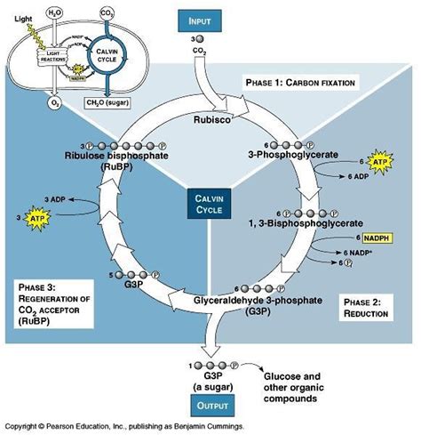 Light-independent Reactions - Photosynthesis