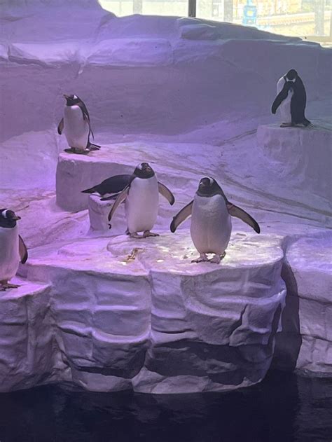 #penguin #aquarium | Sheds aquarium, Penguins, Georgia aquarium