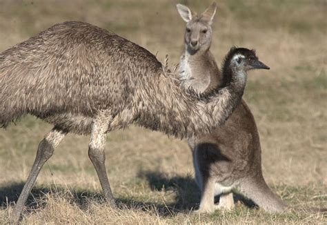 Pin på Kangaroo