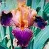 PlantFiles Pictures: Tall Bearded Iris 'Devil's Riot' (Iris) by Mainecoon