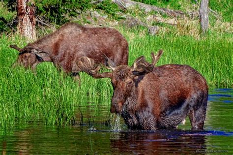 Photo Gallery of the week – Wildlife in and around Estes Park! – Estes ...