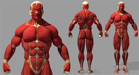 ArtStation - Muscle Reference | Resources