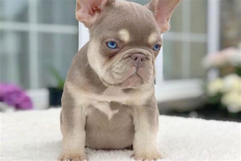 Cream French Bulldog: The Rare Frenchie That Everyone Wants