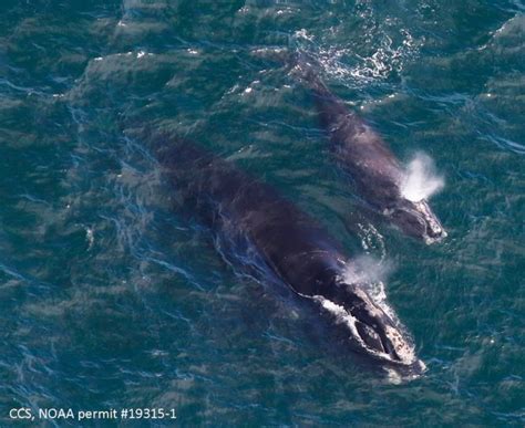 First right whales in Gulf of St. Lawrence trigger some fisheries closures | Globalnews.ca