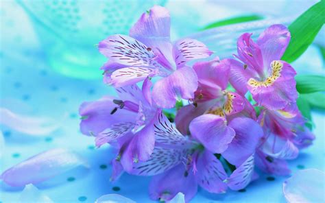 🔥 Download Flowers Pink Purple Widescreen Wallpaper Full HD by @sshaw27 | Pink And Purple Flower ...