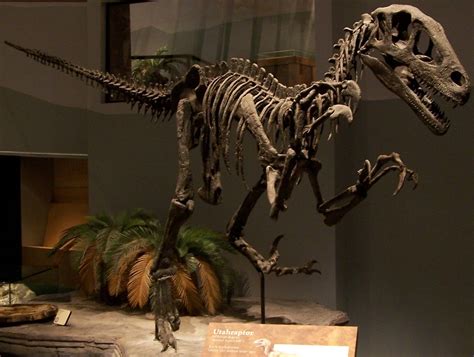 Image - Utahraptor skeleton namal.jpg - Park Pedia - Jurassic Park, Dinosaurs, Stephen Spielberg