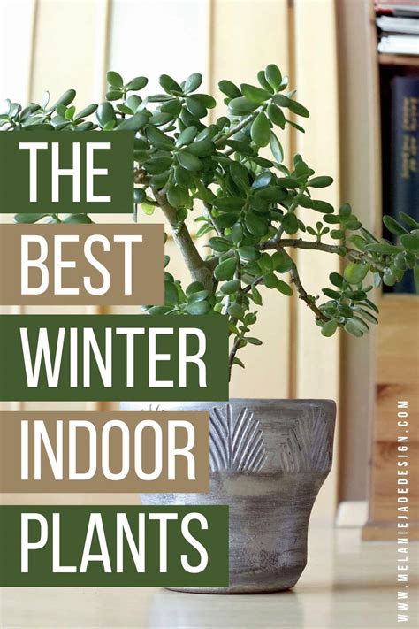 The Best Winter Indoor Plants that Add Colour and Life to your Home ...