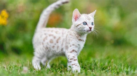 Snow Bengal Cat Breed Overview: Traits, Variations & More - Love Your Cat