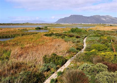 Free Photos: Rondevlei Nature Reserve. Cape Town. South Africa | publicdomain