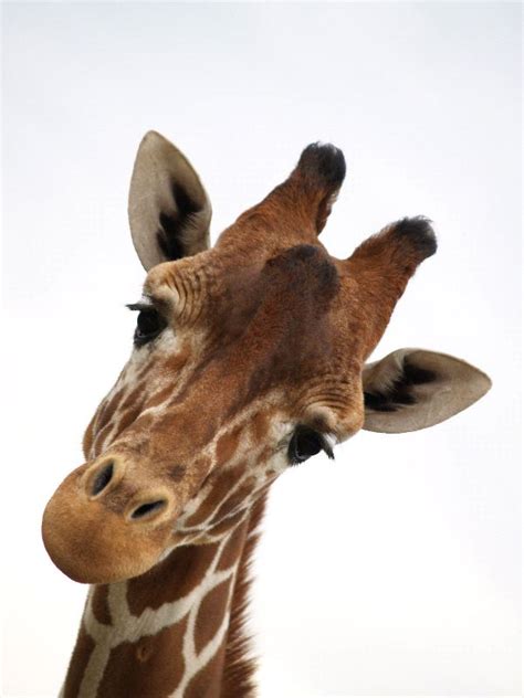 Giraffe Face Close Up | Giraffe Facts and Information