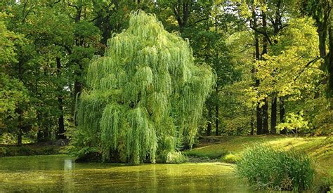 Willow Tree – Meaning and Symbolism - Dream Astro Meanings