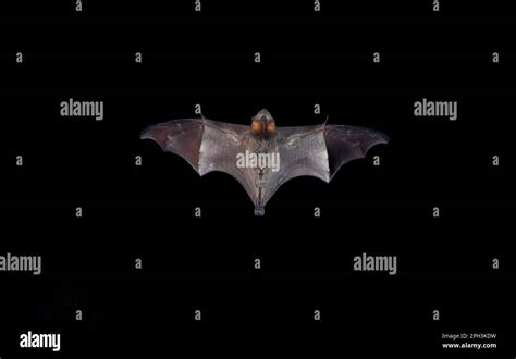 Grey headed flying fox bat flying at night Stock Photo - Alamy