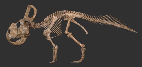 ArtStation - Protoceratops skeleton. by Vitamin Imagination, Vitamin Imagination | Skeleton ...