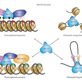 MECP2 gene and protein isoforms. Schematic illustration of the gene ...