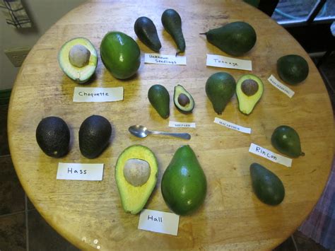 Know Your Avocado Varieties And When They're In Season - Food Republic