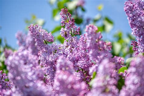 Mesophytes: Our Everyday Flower Garden Plants - Dengarden