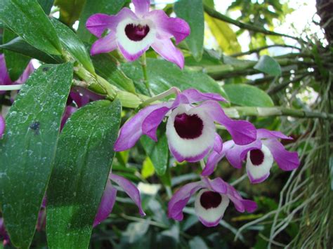 Dendrobium sp | Pustaka Flora | Database Tanaman Landscape