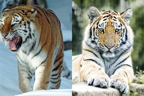 How Many Siberian Tigers Are Left In The World? - Online Field Guide