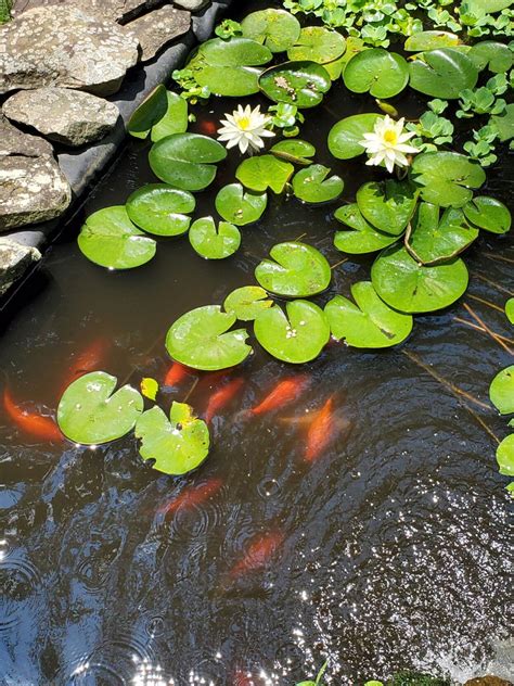 Good to Grow: Lily pads and fish ponds - Gardening In Pearls