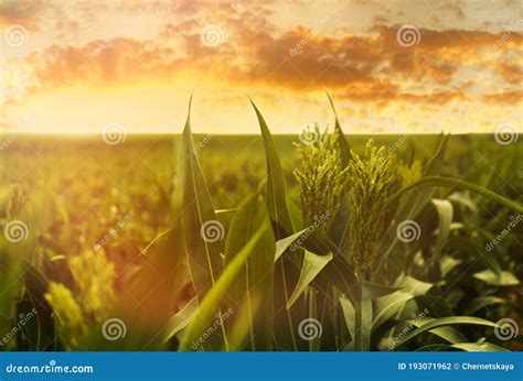 Corn Field Under Sky at Sunrise Stock Photo - Image of outdoors ...