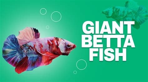 Giant Betta Fish | Giant Betta Fish for Sale — JV Betta