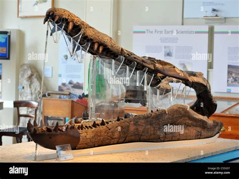 Pliosaur fossil hi-res stock photography and images - Alamy