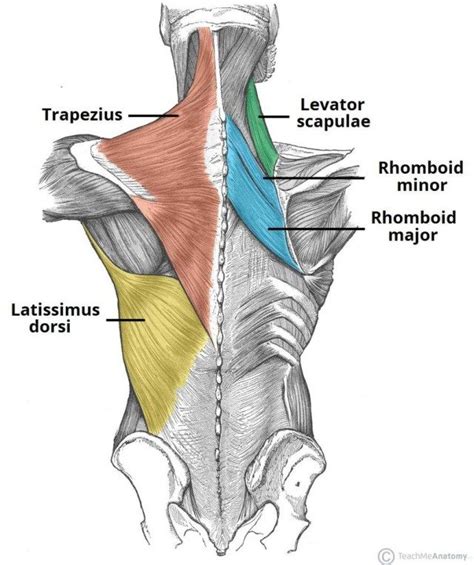 Trapezius Muscle Diagram - koibana.info | Shoulder anatomy, Muscle anatomy, Shoulder muscle anatomy