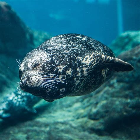 Harbor Seal - Georgia Aquarium